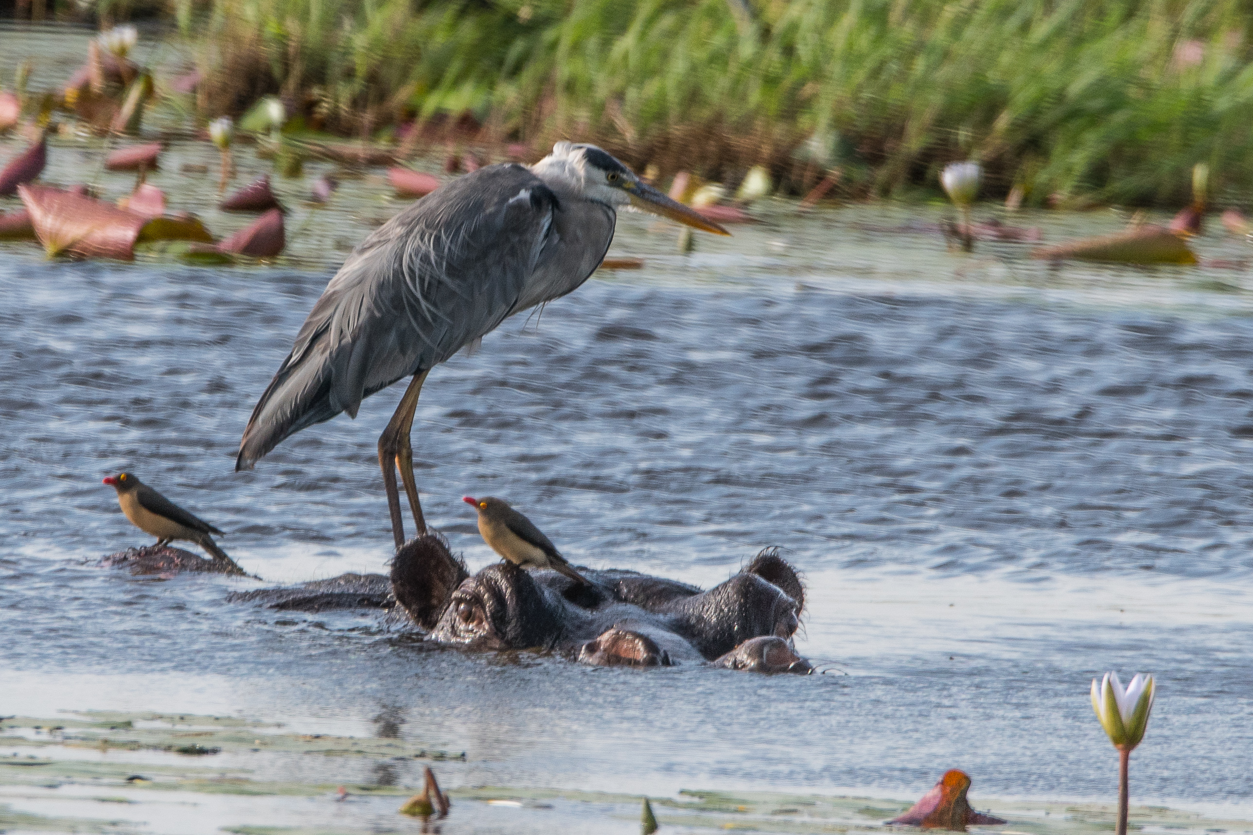 Héron cendré (Grey Heron, Ardea cinerea) perché  sur la tête d'un hippopotame, en compagnie de 2 Piqueboeufs à bec rouge (Red-billed oxpecker, Buphagus erythrorynchus), Shinde, Botswana.